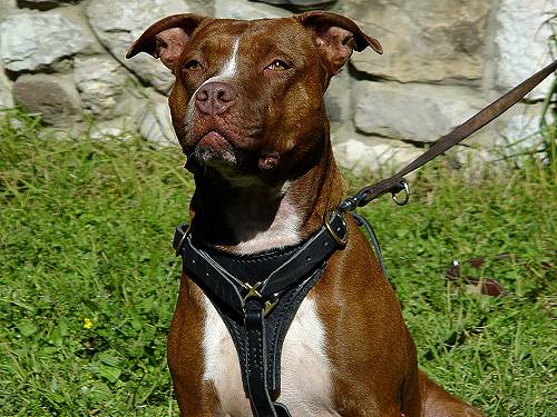 leather dog harness pitt bull reddy dog dog4 LRG jpg